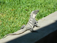 Ctenosaura pectinata