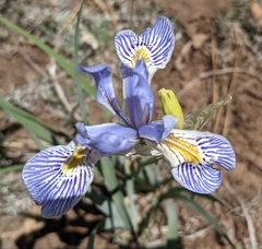 Iris