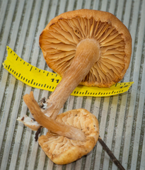 Gymnopilus liquiritiae