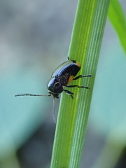 Cryptocephalus moraei
