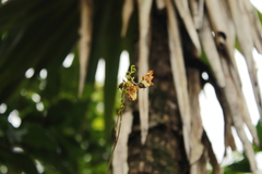 Leochilus carinatus, photograph (c) Victor De la Cruz, some rights reserved (CC BY)