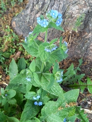 Pentaglottis sempervirens