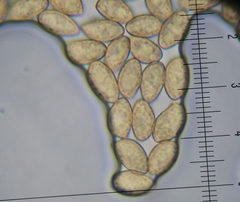 Gymnopilus liquiritiae