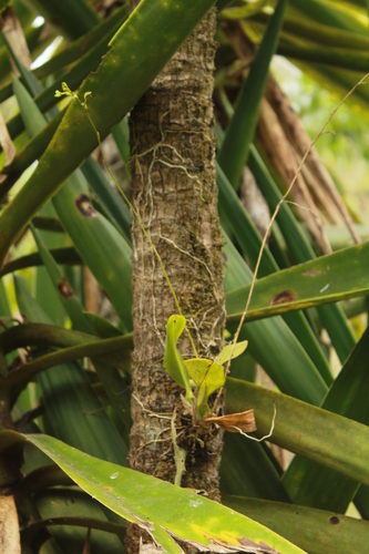 Leochilus carinatus, photograph 6