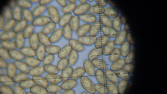 Gymnopilus liquiritiae
