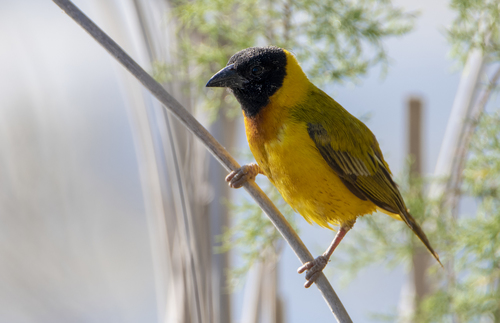 Tejedor cabecinegro (Ploceus melanocephalus)