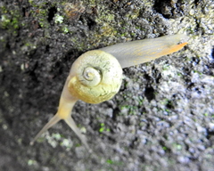 Sheldonia