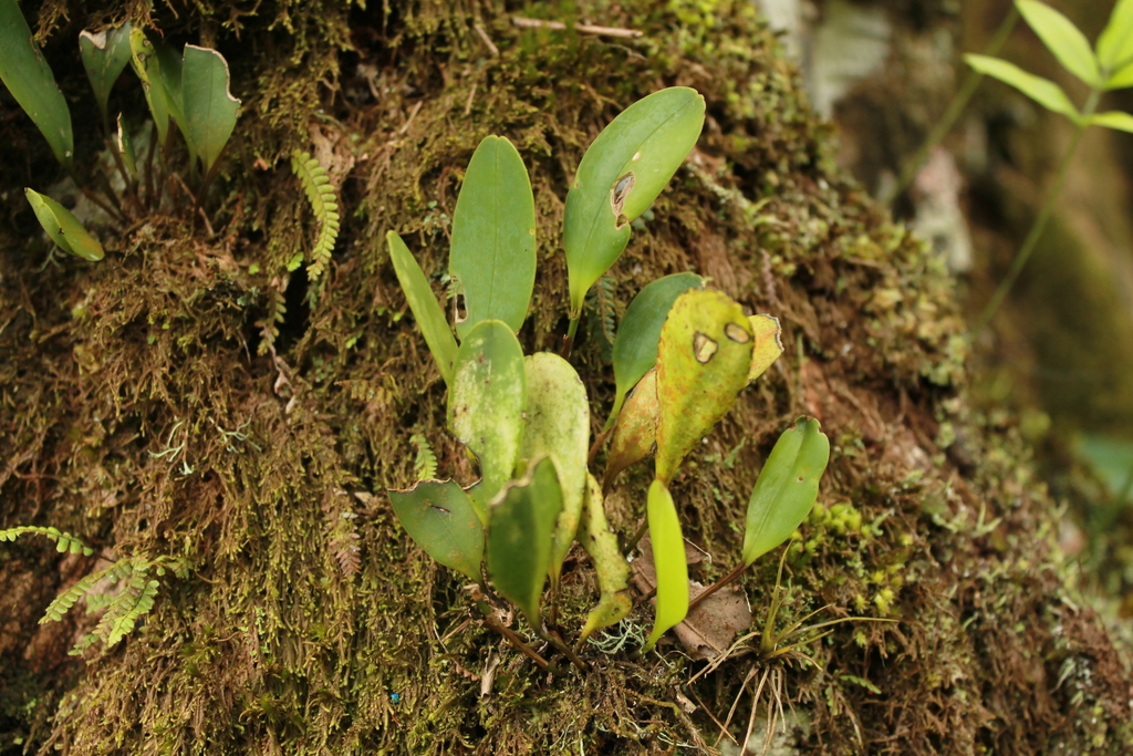 Stelis cobanensis