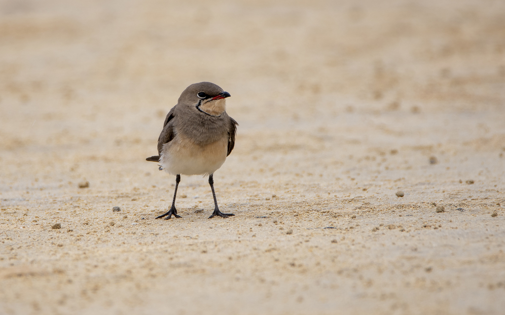Collared Pratincole