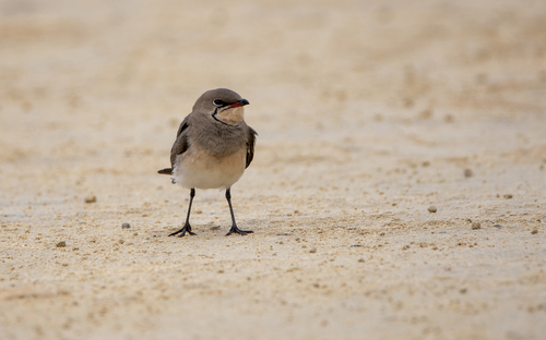 Collared Pratincole