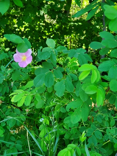 Rosa woodsii