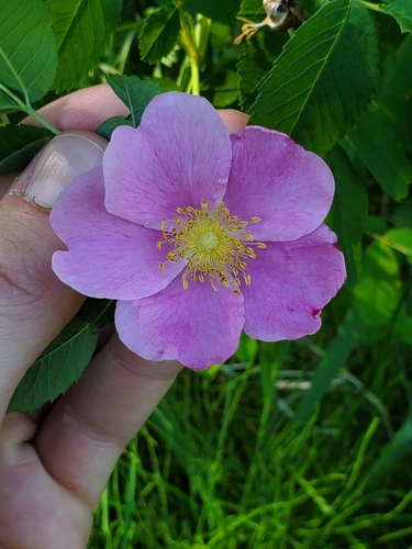 Rosa woodsii