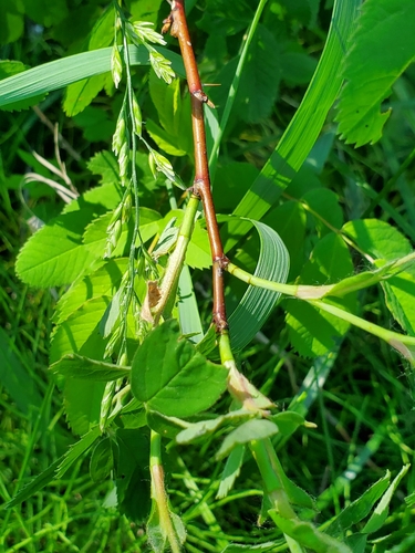 Rosa woodsii