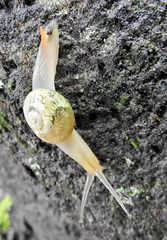 Sheldonia
