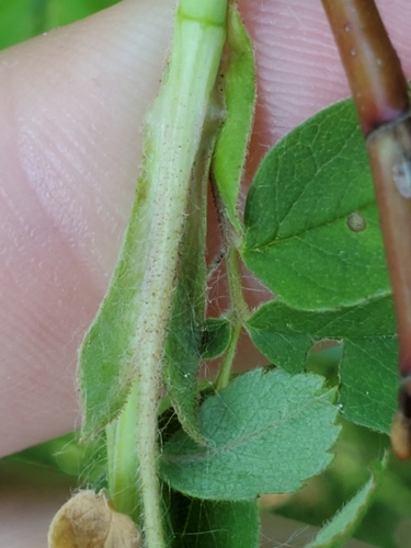 Rosa woodsii