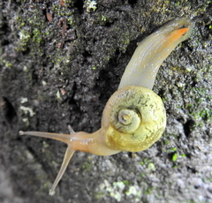 Sheldonia