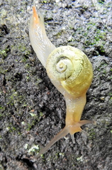 Sheldonia