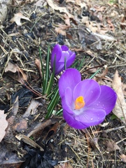 Crocus vernus