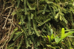 Dichaea neglecta