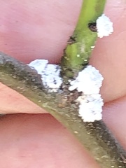 Phenacoccus dearnessi