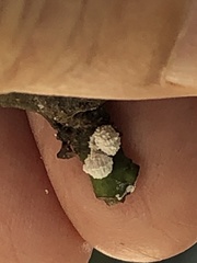 Phenacoccus dearnessi