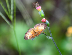Mazia amazonica