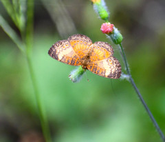 Mazia amazonica