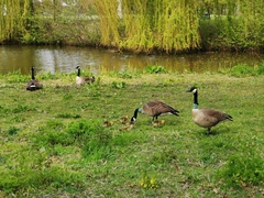 Branta canadensis