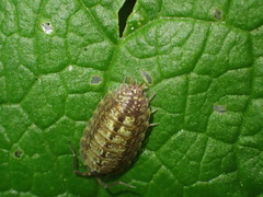 Porcellio monticola