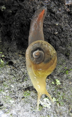 Sheldonia