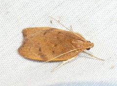 Phaeosaces coarctatella