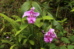 Sobralia macrantha