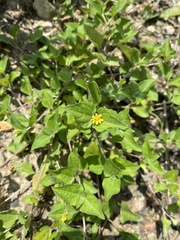 Calyptocarpus vialis