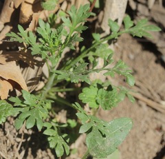 Lepidium oblongum