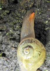 Sheldonia