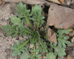 Lepidium oblongum