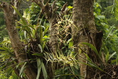 Brassia verrucosa