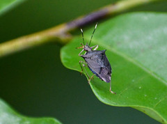 Podisus aenescens