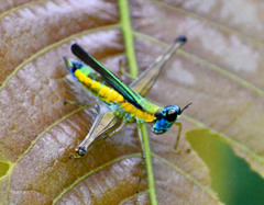 Eumastax