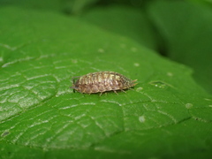 Porcellio monticola
