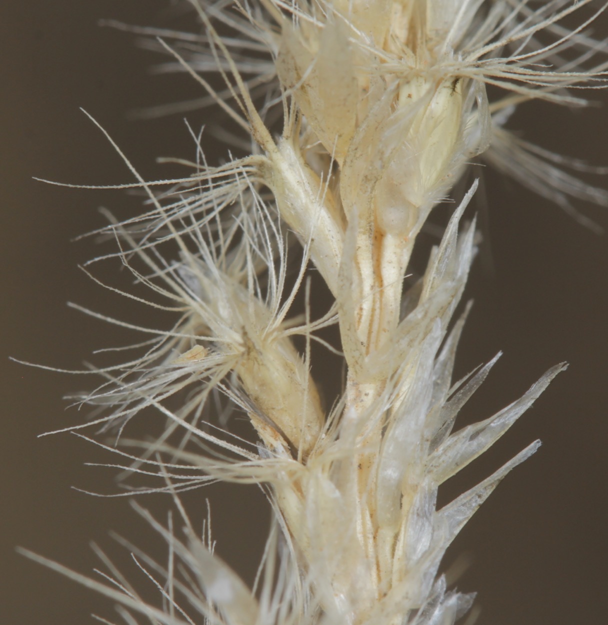 Pappophorum vaginatum