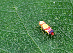 Erythrogonia vaccoma