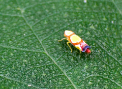 Erythrogonia vaccoma