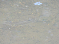 Squalius cephalus