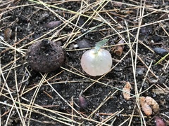 Amphibolips nubilipennis