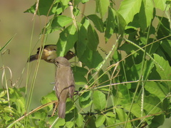 Sporophila lineola