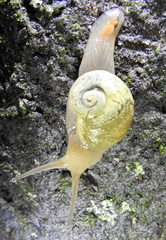 Sheldonia