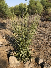 Oenothera longissima