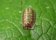 Porcellio monticola