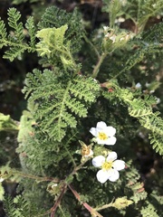 Chamaebatia foliolosa